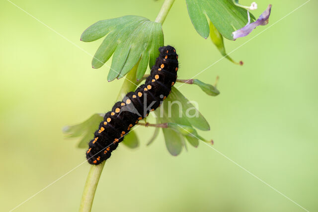 Clouded Apollo (Parnassius mnemosyne)