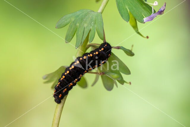 Zwarte apollovlinder (Parnassius mnemosyne)