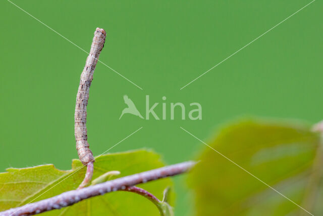 Variabele spikkelspanner (Alcis repandata)