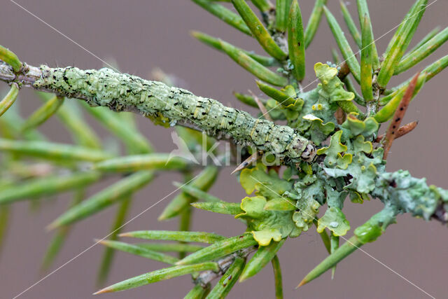 Bruine sikkeluil (Laspeyria flexula)