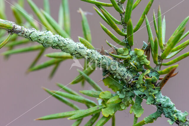 Bruine sikkeluil (Laspeyria flexula)