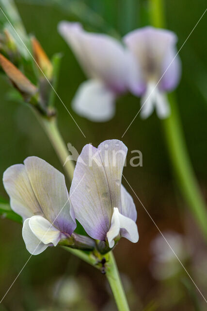 Large-flowered Vetch (Vicia grandiflora)