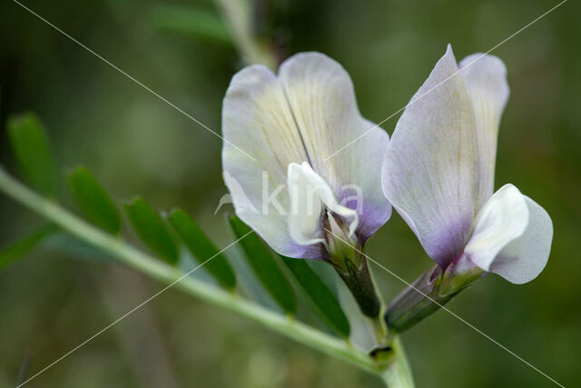 Large-flowered Vetch (Vicia grandiflora)
