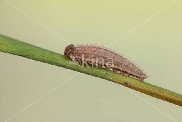 Ringlet (Aphantopus hyperantus)