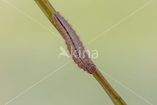 Ringlet (Aphantopus hyperantus)