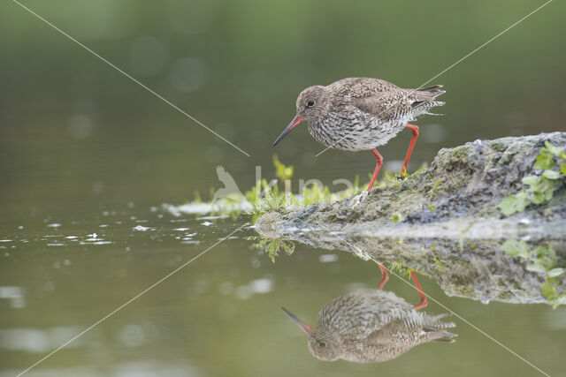 Common Redshank (Tringa totanus)