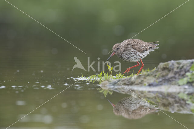 Common Redshank (Tringa totanus)