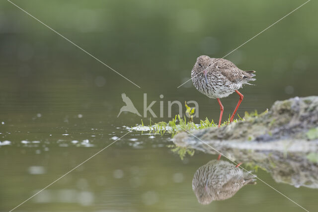 Common Redshank (Tringa totanus)