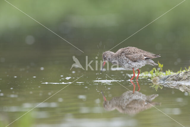 Common Redshank (Tringa totanus)