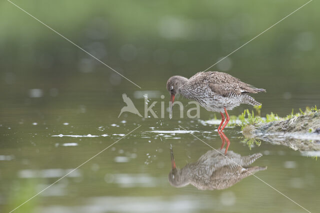 Common Redshank (Tringa totanus)