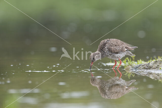 Tureluur (Tringa totanus)