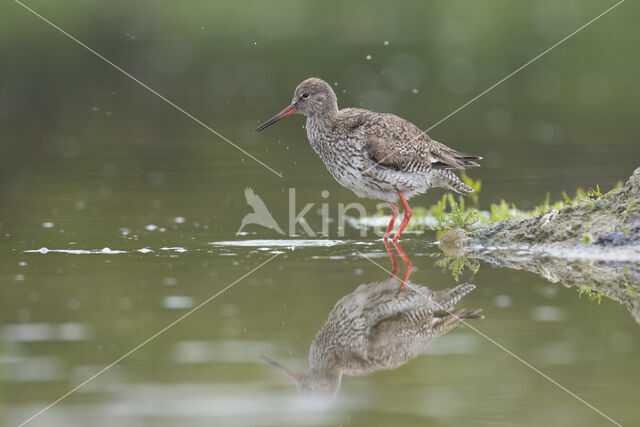 Common Redshank (Tringa totanus)