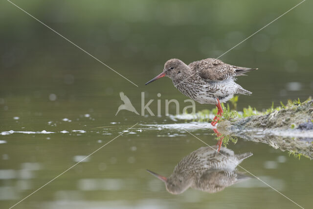 Common Redshank (Tringa totanus)