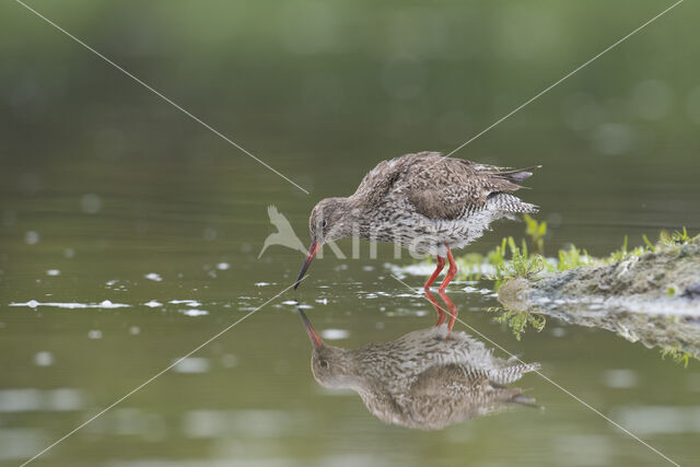 Common Redshank (Tringa totanus)