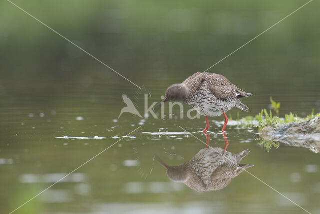 Common Redshank (Tringa totanus)