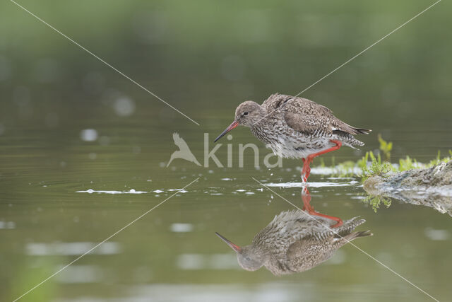 Common Redshank (Tringa totanus)