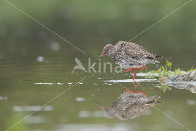 Common Redshank (Tringa totanus)