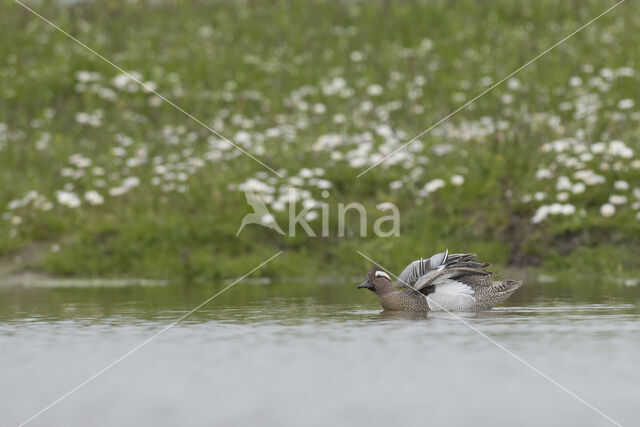 Garganey (Anas querquedula)