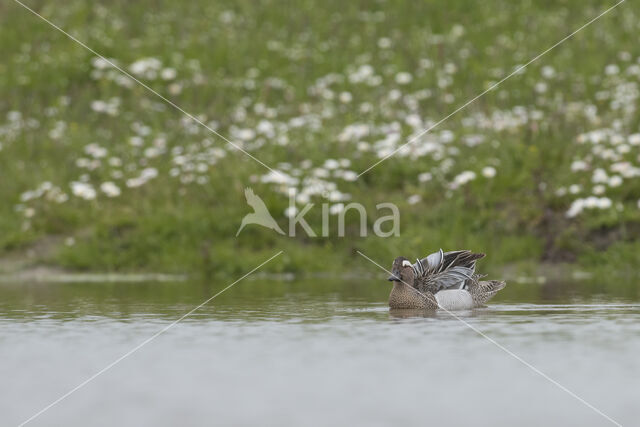 Garganey (Anas querquedula)