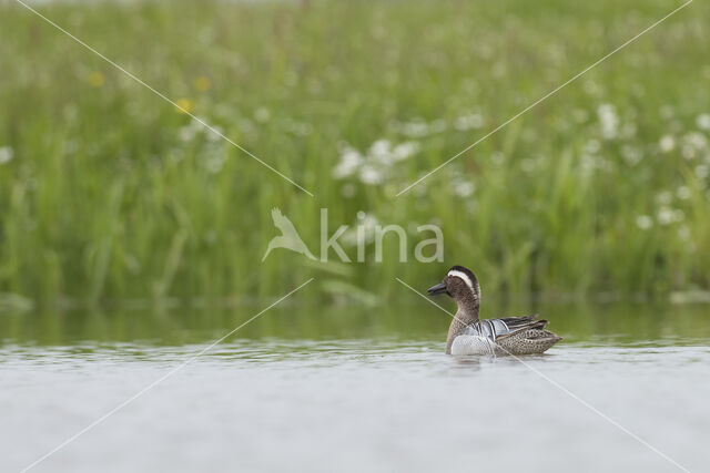 Garganey (Anas querquedula)