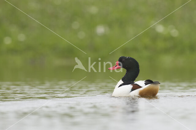 Shelduck (Tadorna tadorna)