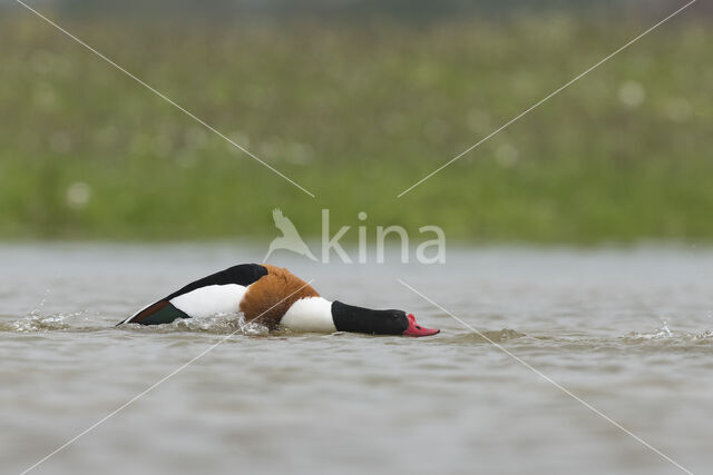 Shelduck (Tadorna tadorna)