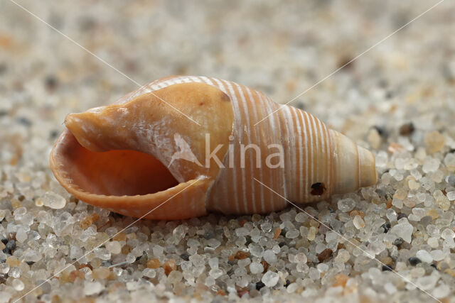 Fuikhoren (Nassarius labiosus)