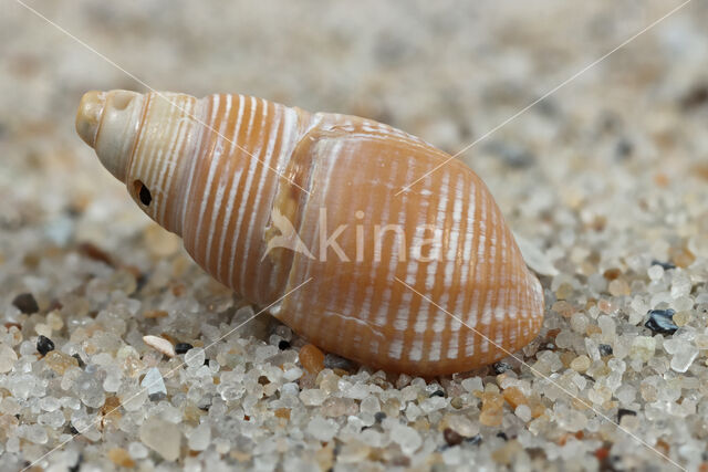 Fuikhoren (Nassarius labiosus)