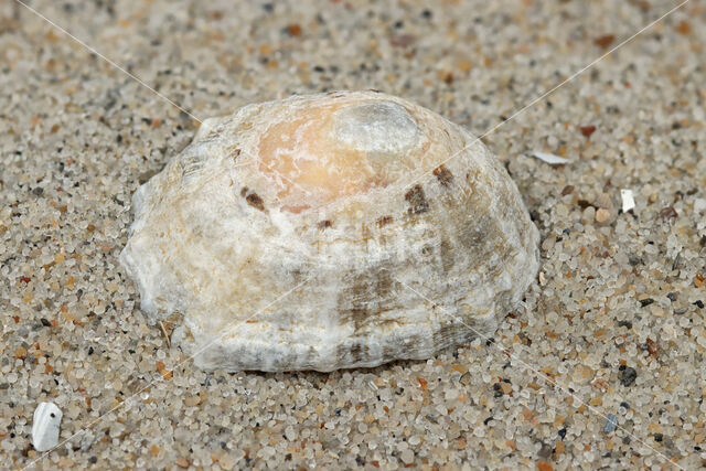 Common Limpet (Patella vulgata)
