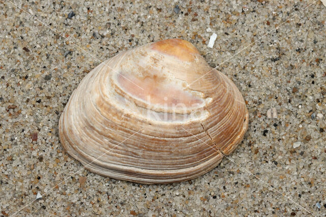 Grey Carpet-shell (Venerupis senescens)