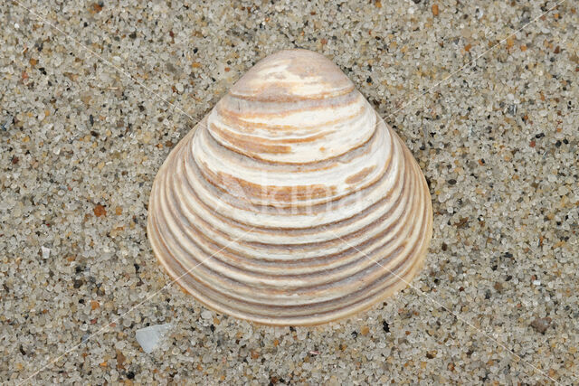 Fossil Clam (Corbicula fluminalis cf.)