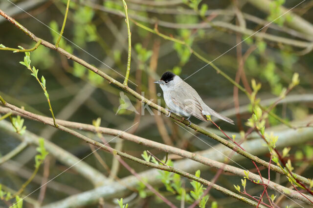 Blackcap (Sylvia atricapilla)