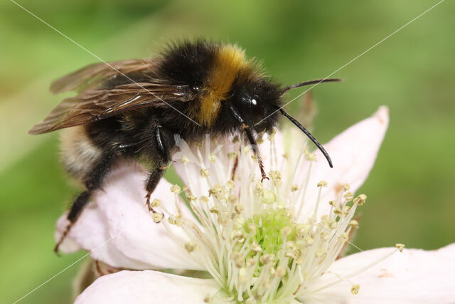 Four-coloured cuckoo bee (Bombus sylvestris)