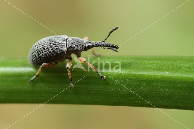 Stokroossnuitkever (Rhopalapion longirostre)