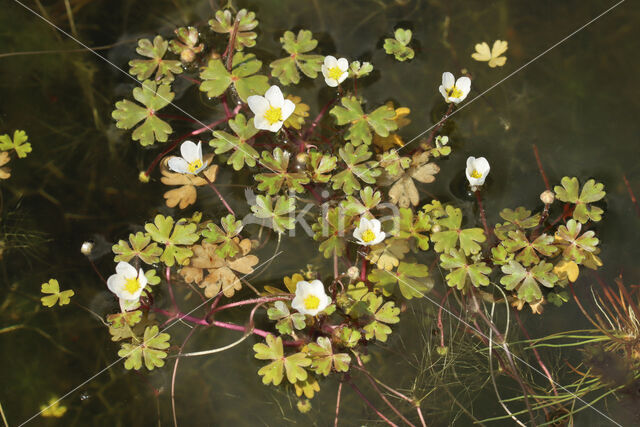 White-flowered Buttercup (Ranunculus ololeucos)