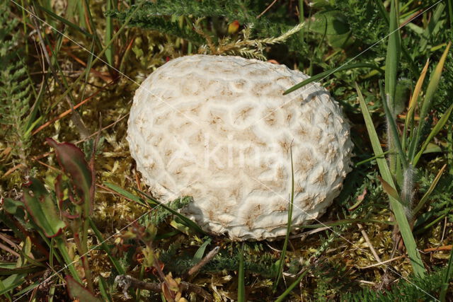 Ruitjesbovist (Calvatia utriformis)