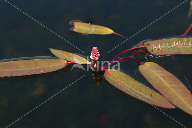 Veenwortel (Persicaria amphibia)