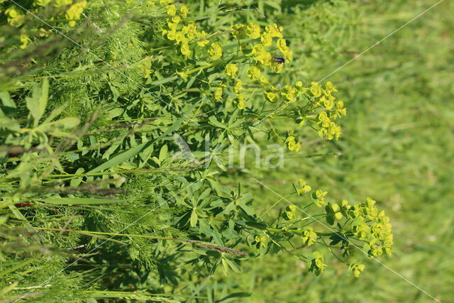 Leafy Spurge (Euphorbia esula)