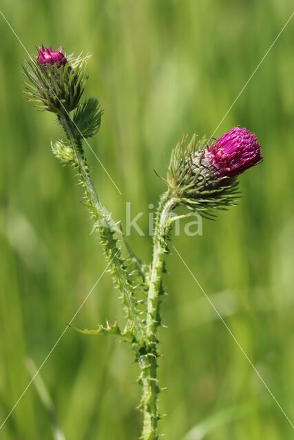 Welted Thistle (Carduus crispus)