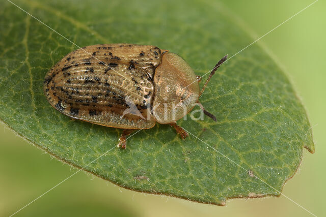 Cassida nebulosa