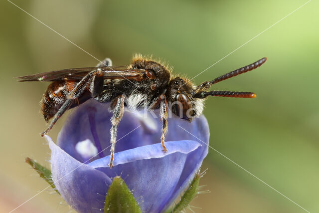 Nomada atroscutellaris