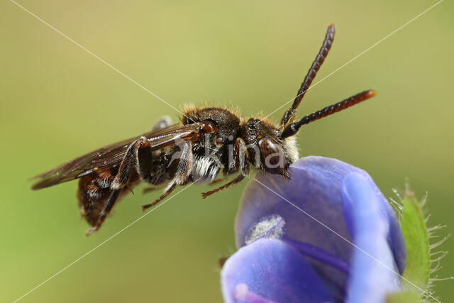 Nomada atroscutellaris