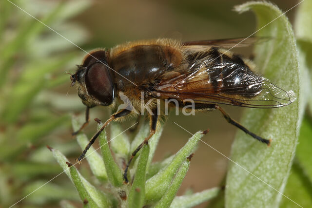 Onvoorspelbare Bijvlieg (Eristalis similis)