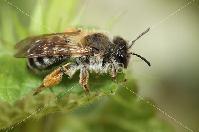 Banded Mining Bee (Andrena gravida)