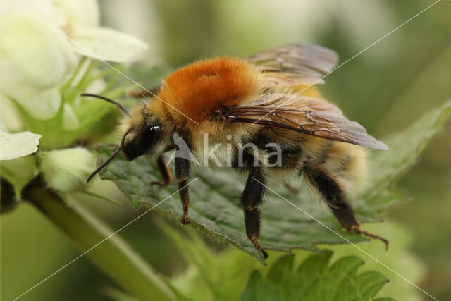 Scarce carder bee (Bombus muscorum)