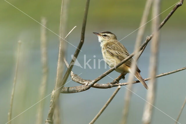 Sedge Warbler (Acrocephalus schoenobaenus)