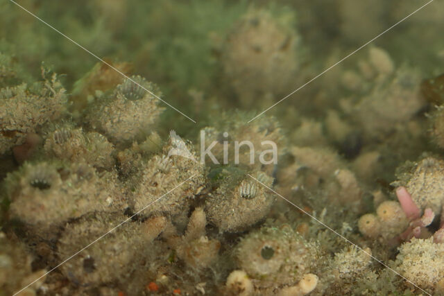  (Molgula manhattensis)