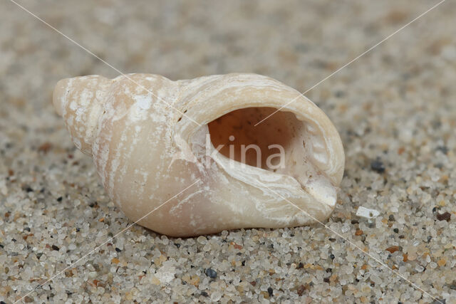 Dogwhelk