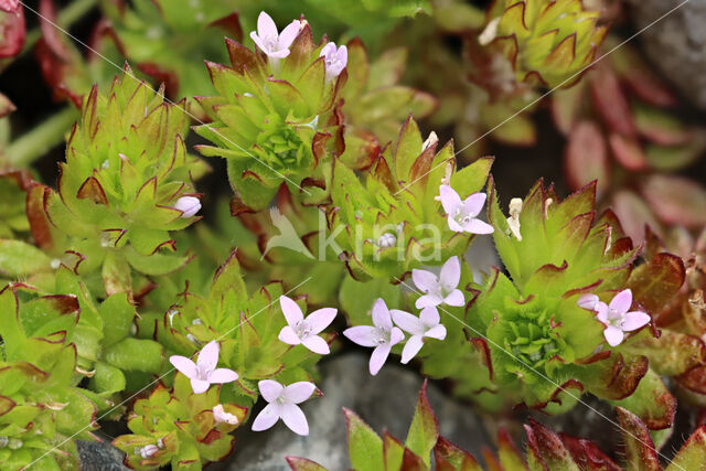 Blauw walstro (Sherardia arvensis)