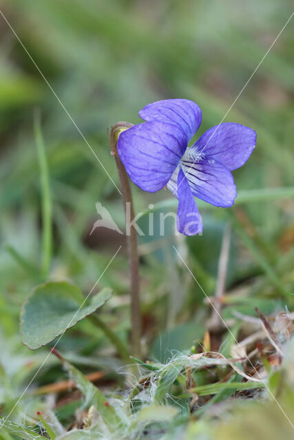 Heath Dog-violet (Viola canina)